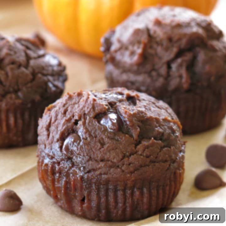 Close-up of healthy chocolate pumpkin muffin with 2 muffins and pumpkin in the background.